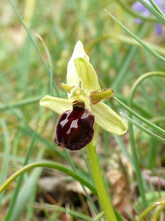 ibrido di Ophrys argolica subsp crabronifera